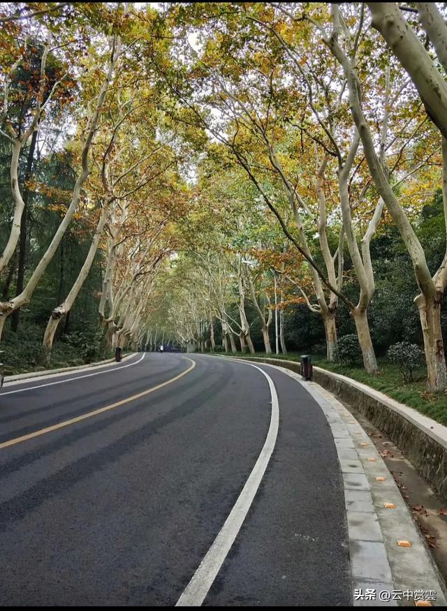 南京中山陵梧桐大道改为步行道，不妨将9路公交车延伸陵墓牌坊前