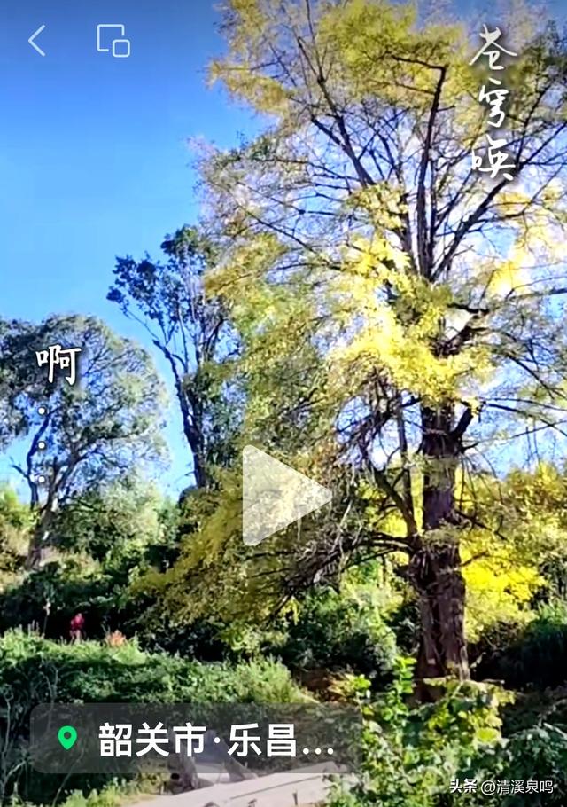 九峰大廊古银杏：岁月的金黄絮语