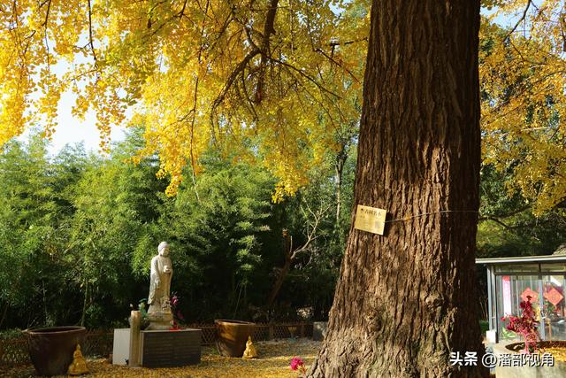 无锡荡口圆通村原圆通寺的旧址上，二棵古银杏今年甚美
