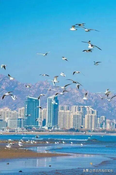 “鸥”耶！西海岸来了一批“老朋友”！