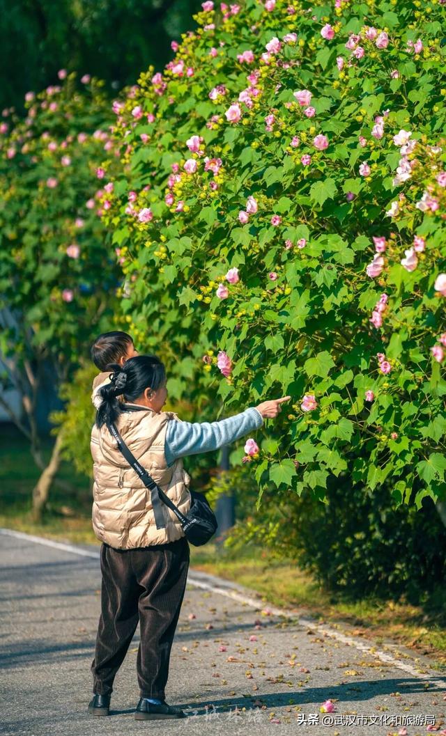 花色一日三变！武汉秋日木芙蓉花海上线