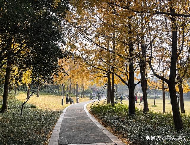 成都城市中的草原牧场，彩林比阿勒泰还美，公交车地铁直达！