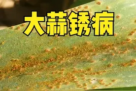 大蒜锈病怎么防治好？其实很简单，用对方法，做到科学防治图片