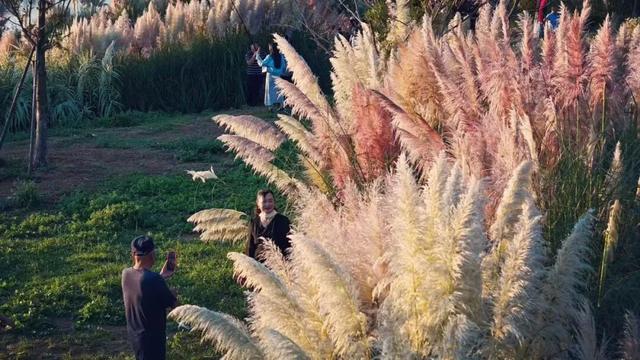 刷爆朋友圈的昆明蒲苇，原来都藏在昆明这些地方~