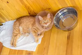 猫咪尿闭怎么办！资深铲屎官亲测3步急救法，省下万元手术费图片