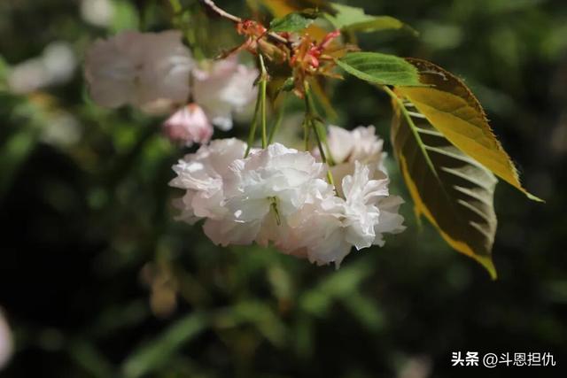 樱漫吴兴·春约古城：正定古城樱花小镇第九届樱花季盛大启幕