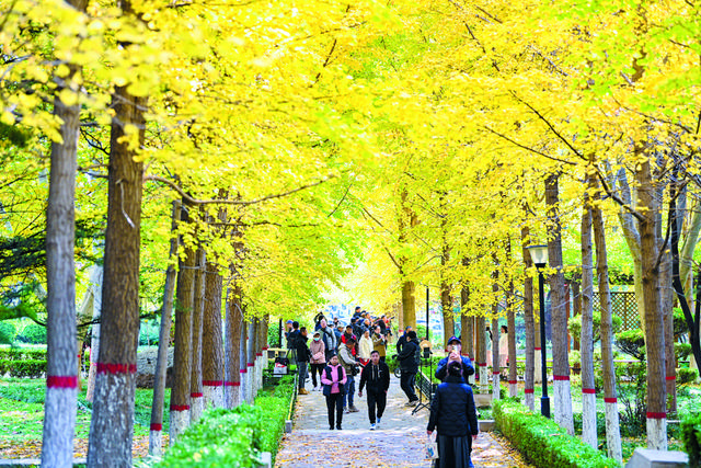 影像纪实 | 石家庄：一城斑斓入画来