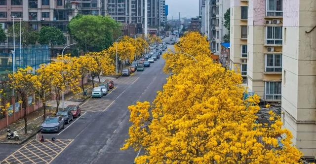春日限定！贵港这条街道秒变“黄金大道”，落花成景美哭了！