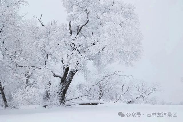 告别金秋，邂逅龙湾初冬！赏雪、观雾凇攻略，这两处景区别错过~