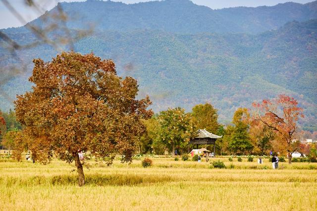 皖南塔川秋韵，正是从水墨到油画的季节，邂逅一场徽州的色彩盛宴