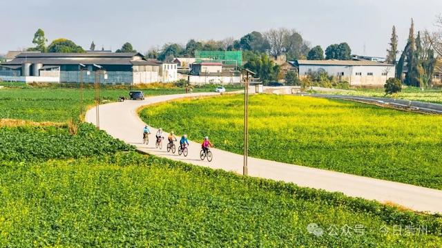 崇州第一波油菜花开了，在这里……