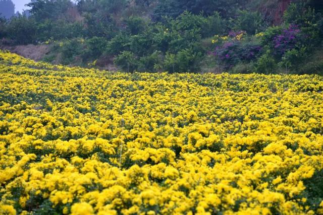 开了! 开了！金堂几百亩菊花已璀璨绽放，快去打卡！