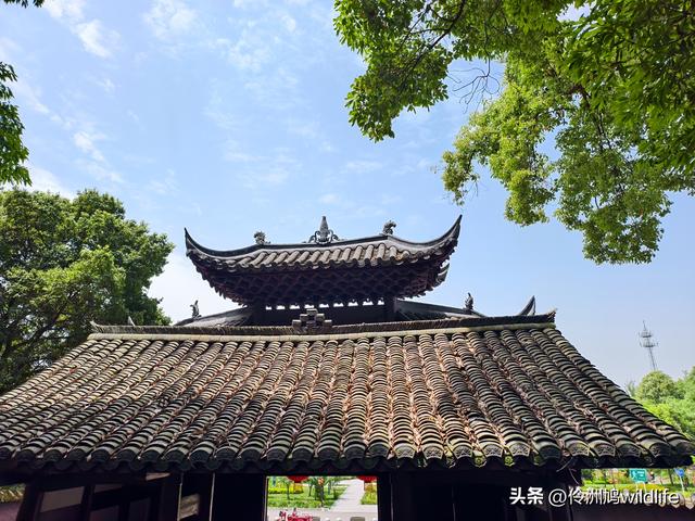 成都徒步（64）·新津篇③观音寺