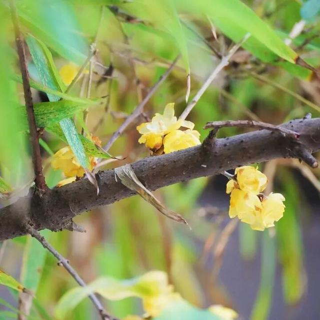花漾邛州｜“蜡”么香，“蜡”么美！
