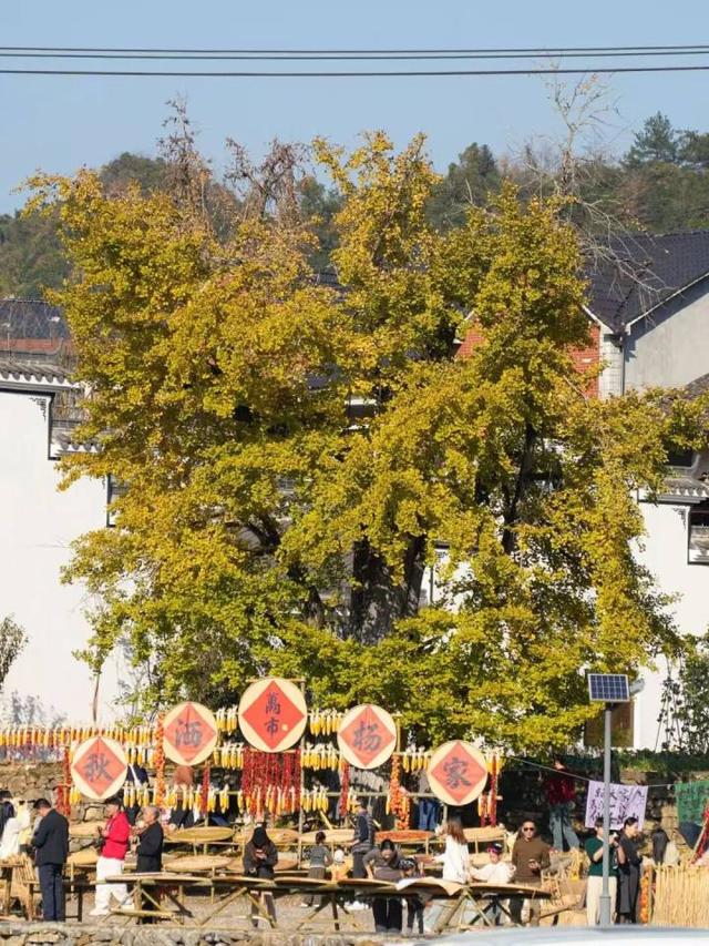 好期待！杭州西南这个银杏谷，进入变色倒计时~