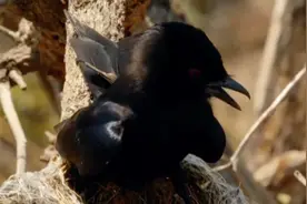 自然界最阴险的鸟，把蛋下到别的鸟巢，让其他鸟抚养图片