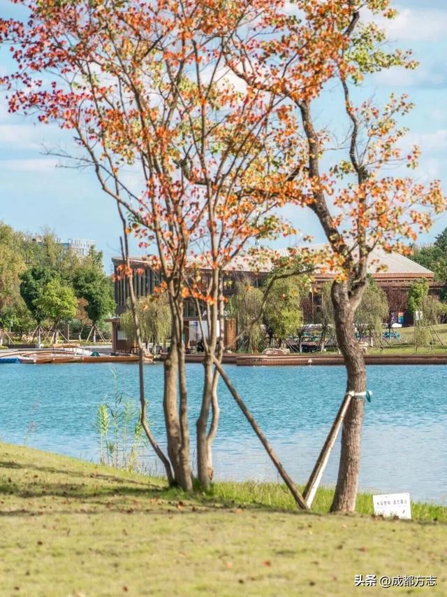 注意！这不是油画，而是成都的彩色秋天！