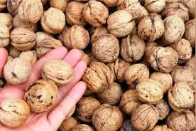 为啥核桃越卖越便宜？新疆老果农透露内情，原来其中“猫腻”不小图片