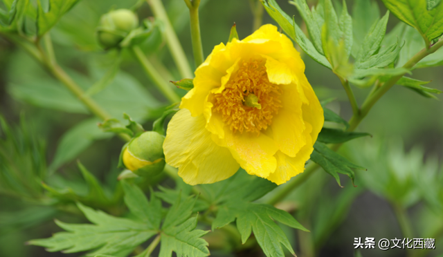 一文掌握西藏旅行！全景资源地图出炉，玩出新高度！