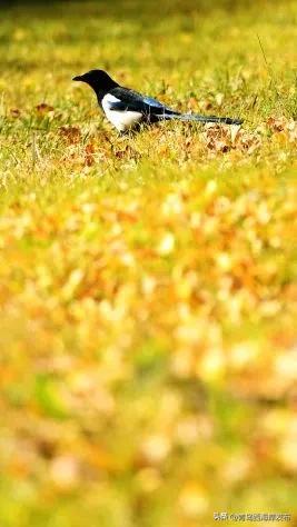 走不出这画了，我已被西海岸的秋景迷倒 🥹