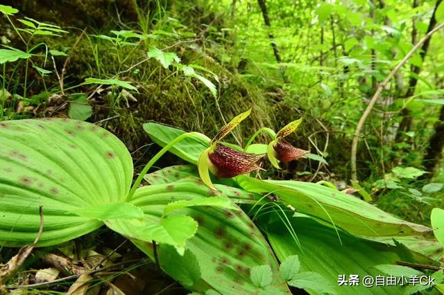 牢底坐穿警告！这10种国宝级植物，快来认识一下。