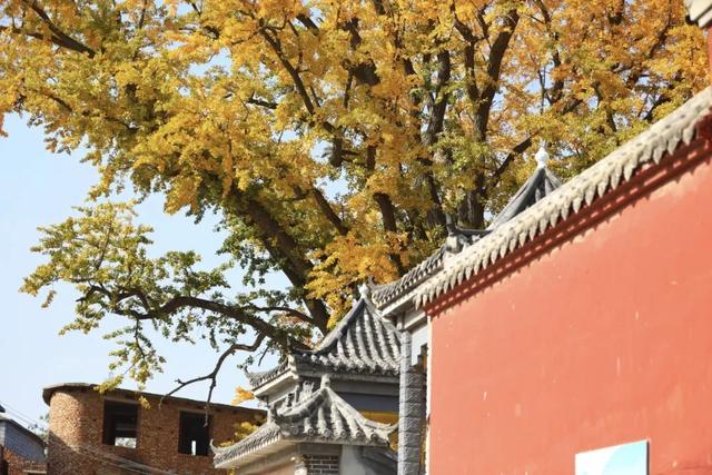 济南的这些千年银杏树美得正当时,最后“黄金期”快去打卡!