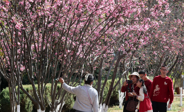 顶流回归！一年一度的“圆通樱潮”来了