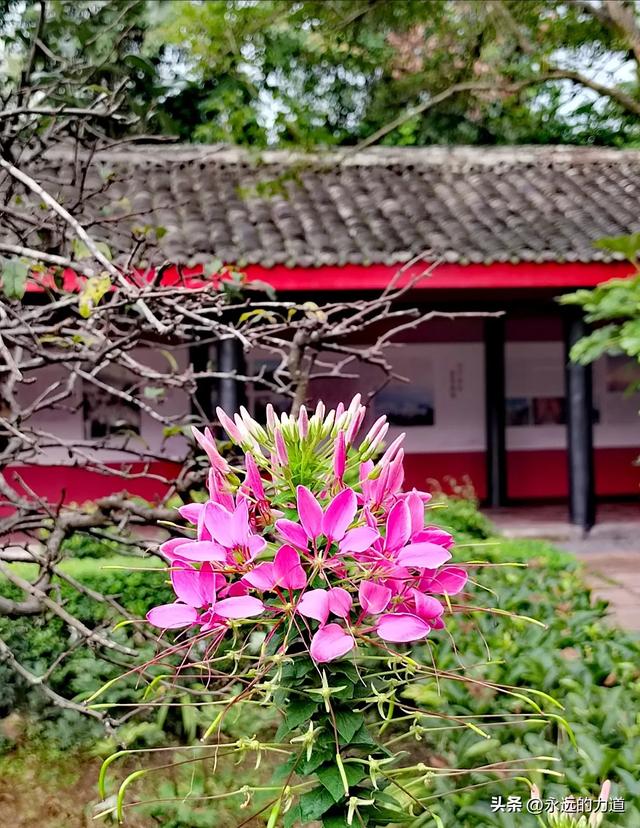 报国寺，从尘世走向净土的起点