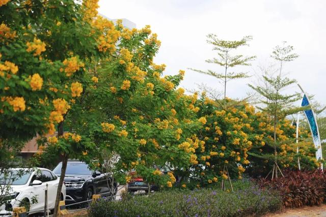 秋意浓，花开正艳！这周末，来东莞万江赏花秋游吧！