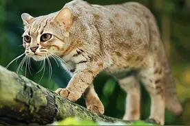 国内被“禁养”的四种猫，谁养谁倒霉，看完你还敢养吗？图片