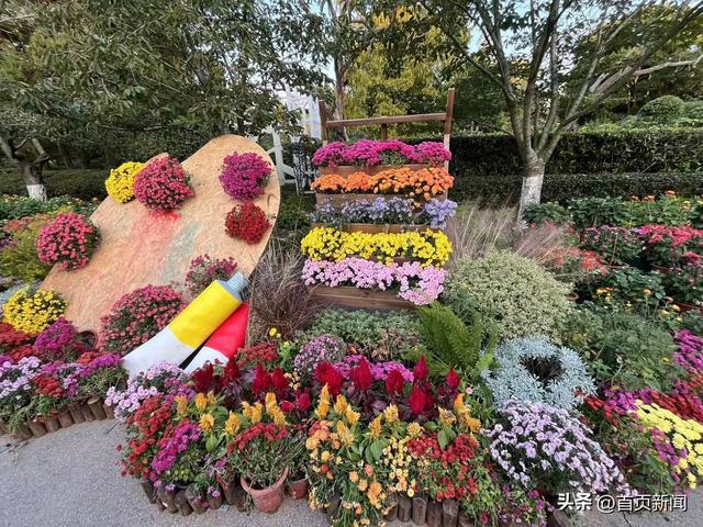 从菊展到农文旅，青岛“菊经济”生态正当时