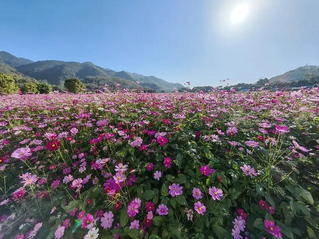 云城前锋花海，邀您来看！