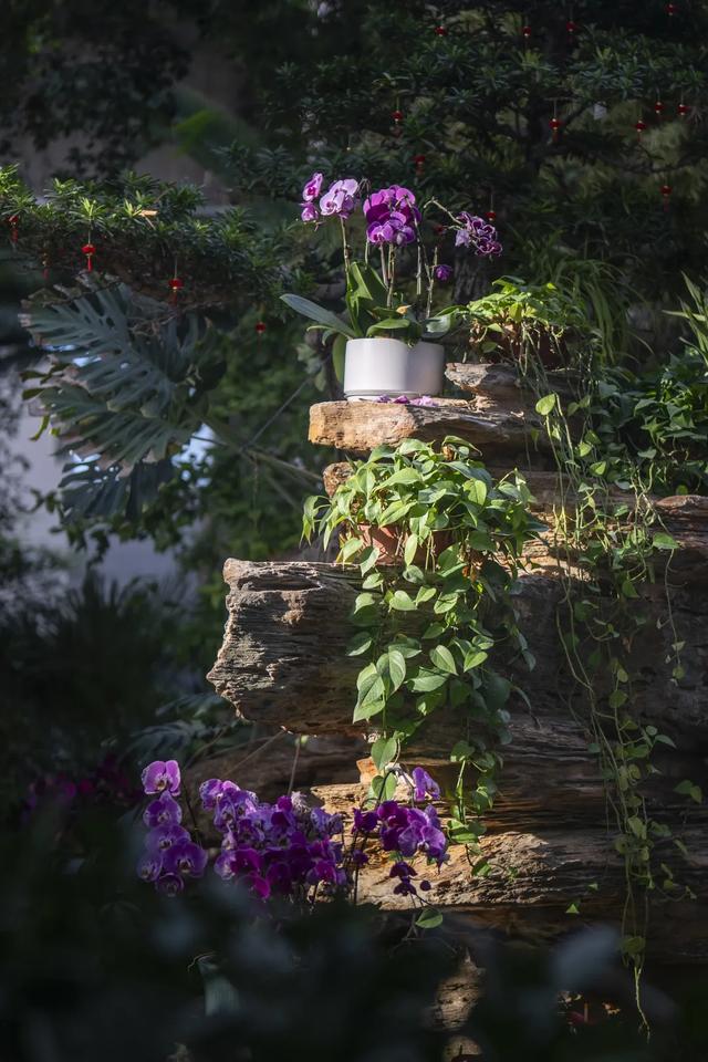 以花之名，邂逅满园春色