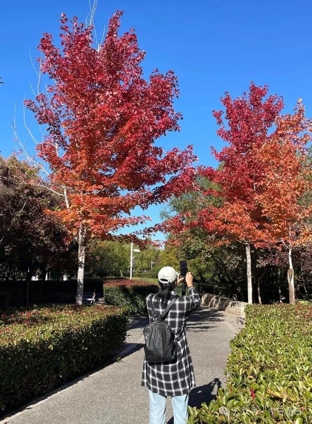 最近，龙口这两个地方美出了新高度！很多人都去打卡~~~