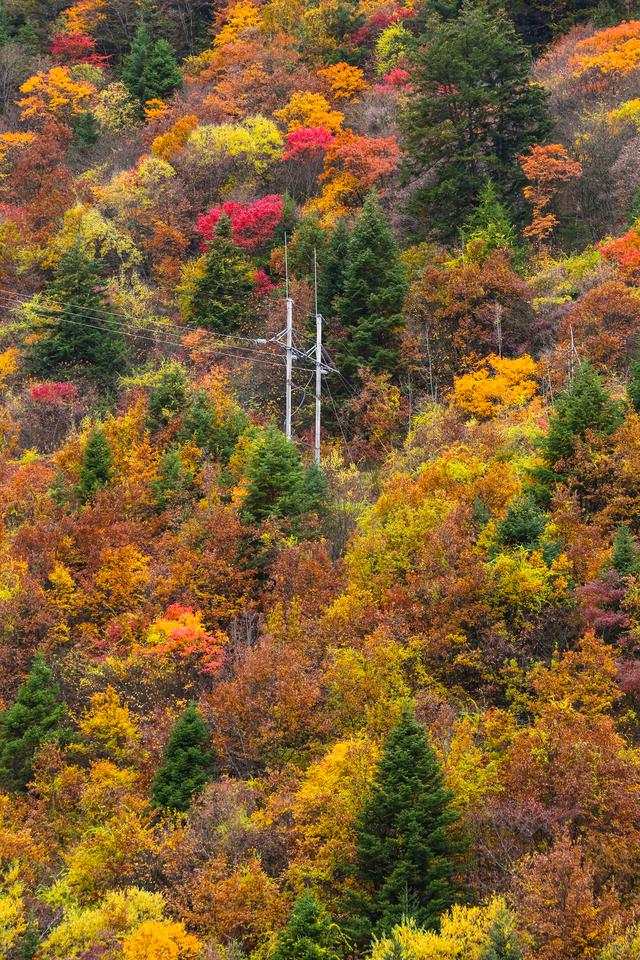 光影札记 | 黑水彩林：八十里画廊的彩林，藏着川西最绚烂的秋