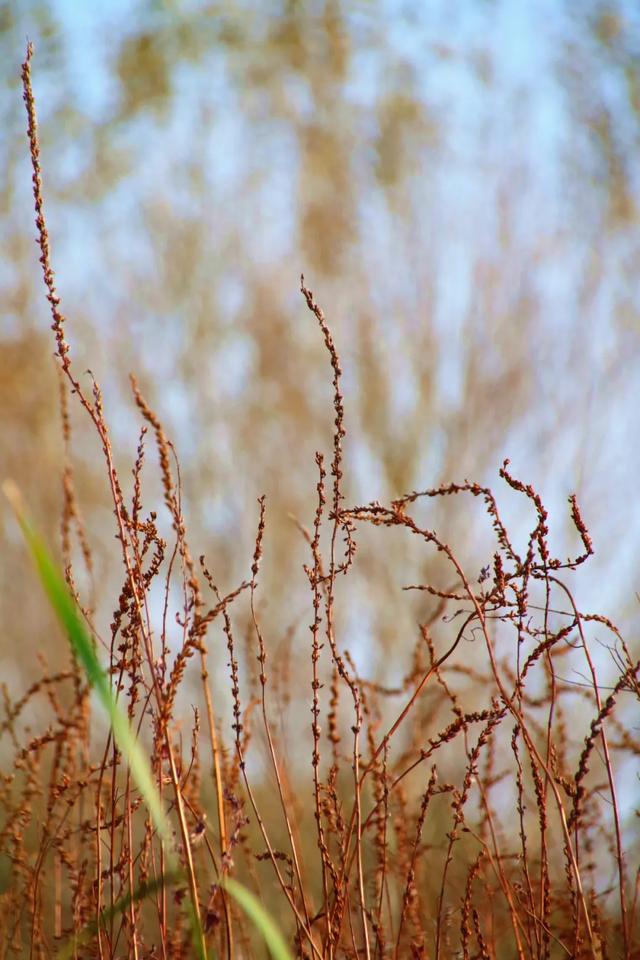 北疆文化 遇鉴赛罕 | 秋色漫卷赛罕:快将秋日打包,赶赴一场赛罕秋约!