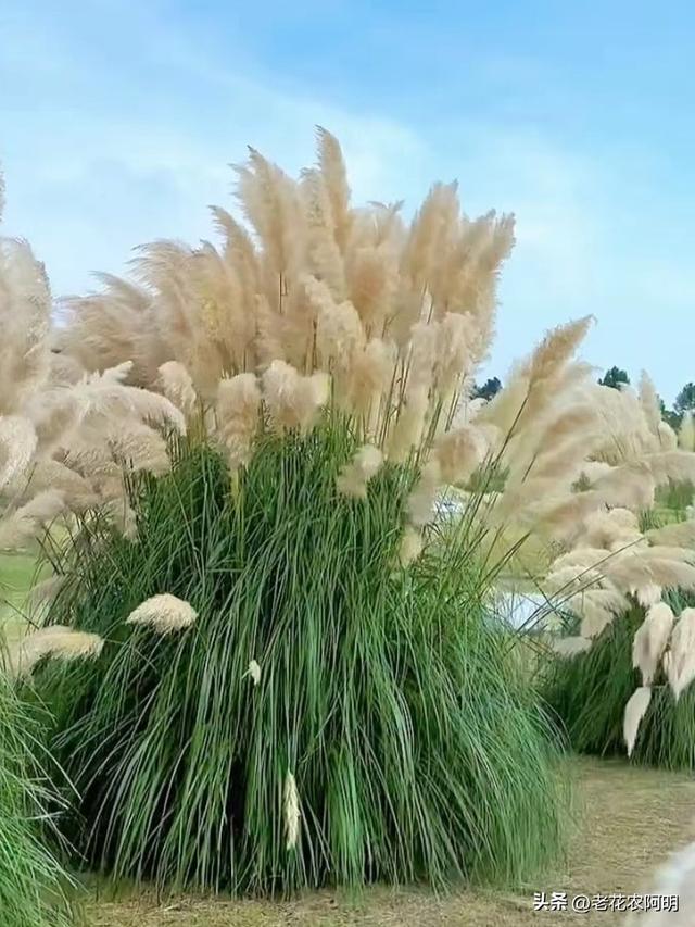 昆明一公园，因“芦苇草太梦幻”走红，网友：太美了，染色了吧？