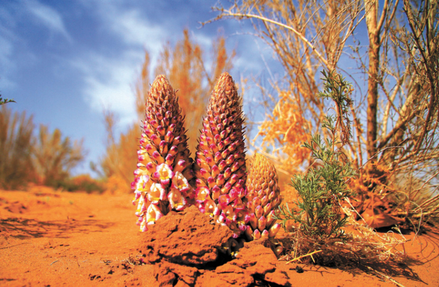 美媒：中国不可怕，可怕的是中国只用10万头猪，就解决了治沙难题