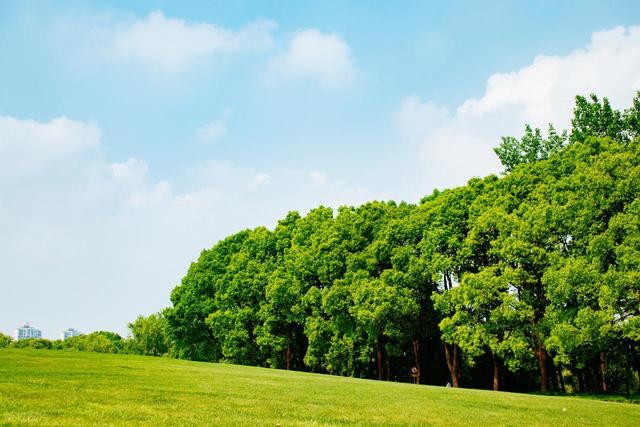 上海值得去的6个公园推荐！全部免费，好看又好玩！你都去过几个