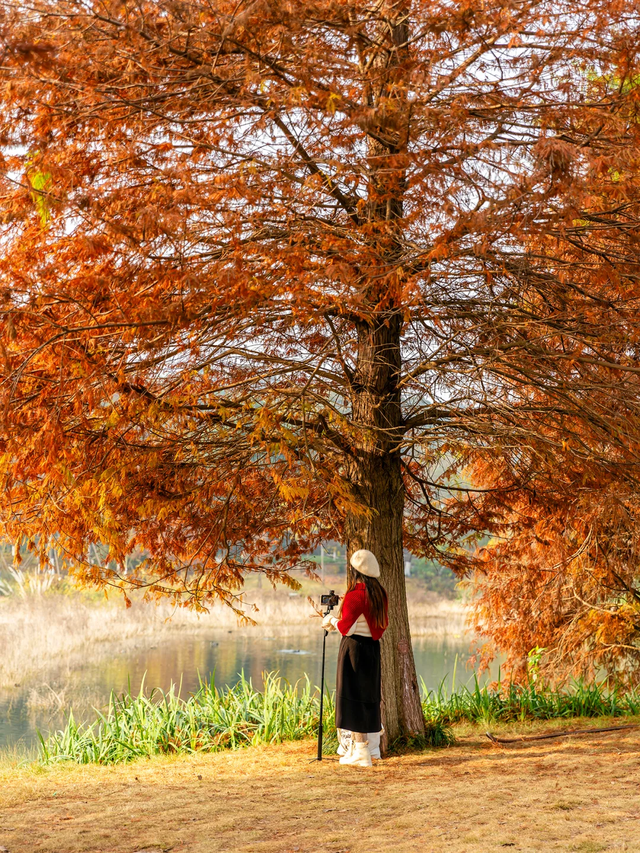先收藏！成都1h直达最美水杉公园，小众人少、景美出片！