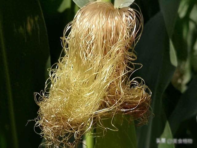 玉米须用陈醋泡7天，试了3天很管用，老祖宗的土方法	，太实用了