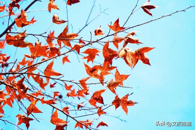 霞浦这处全球纬度最南枫香林,藏着闽东最浓的红韵