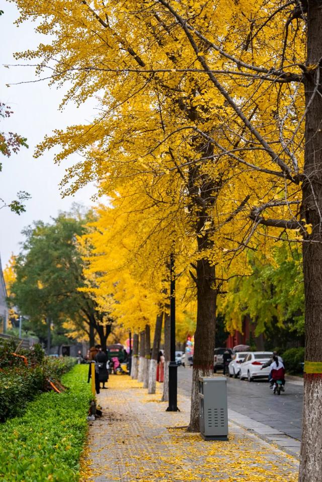 曲阜半壁街的银杏，把千年时光染成了金色