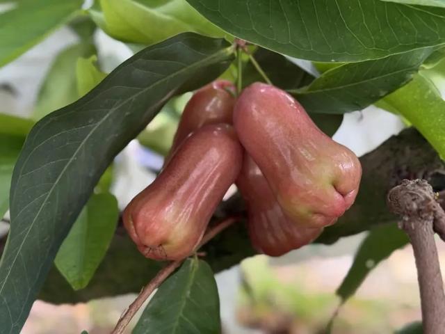 葡萄、荔枝、西瓜、莲雾……厦门夏日采摘上新啦！