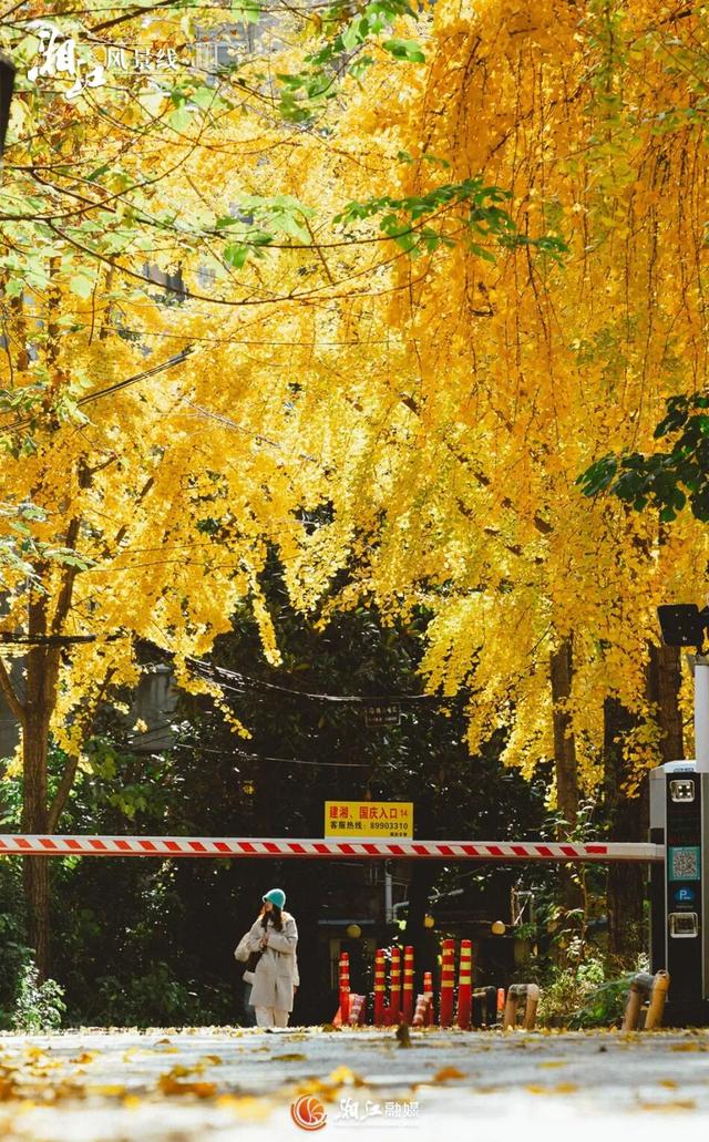长沙银杏浓度即将达到100%！这波“小确杏”你要接住→