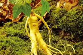 千年人参为什么会跑？揭秘神仙不老药图片