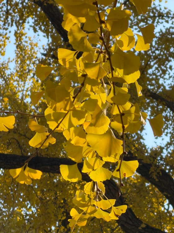 今日实况奉上！门头沟这片金黄！！！