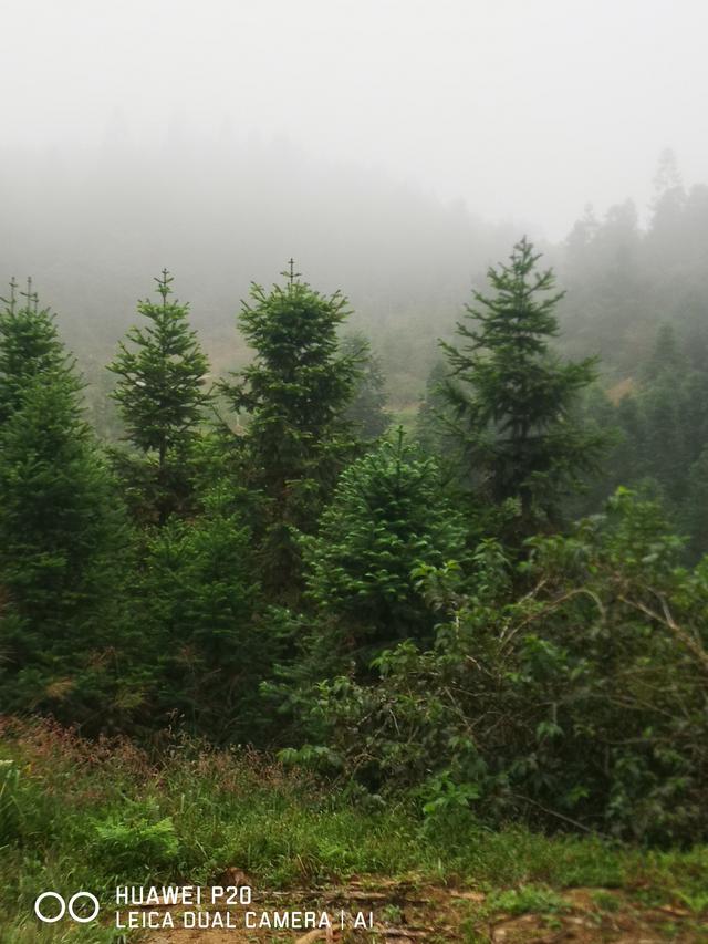 酷暑中探秘雪峰山巅峰的奥妙