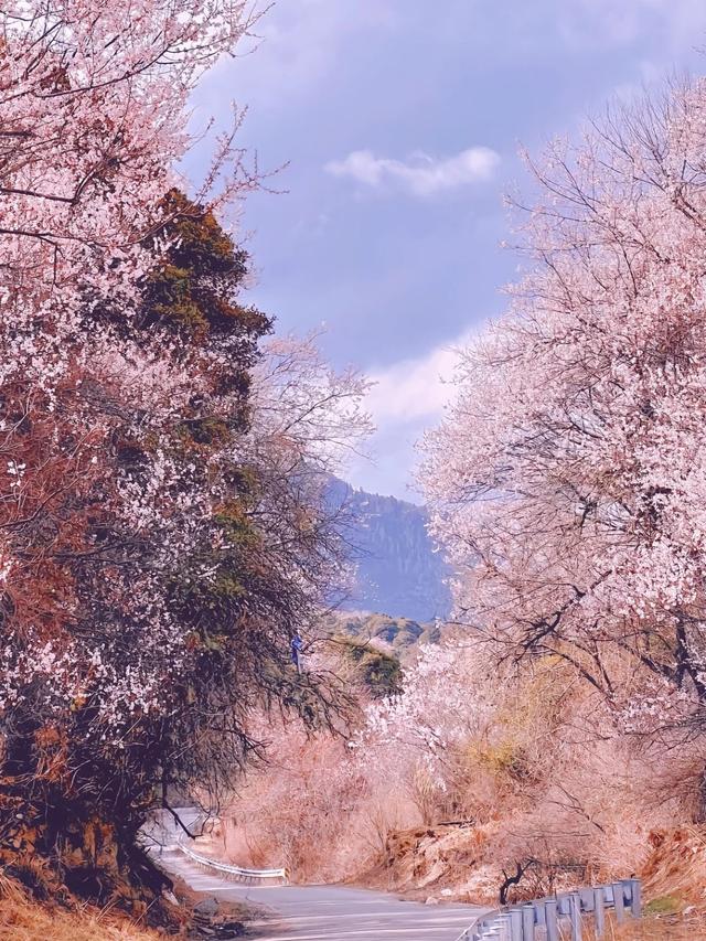 直飞3h的避暑天堂！8月均温20℃，高原反应是什么？