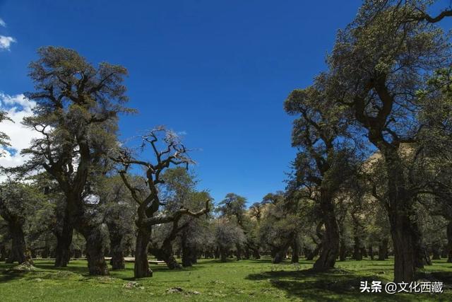 山南！山南！没来过山南，等于白去了西藏！